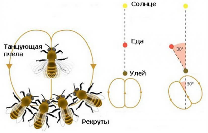 Танцы пчел