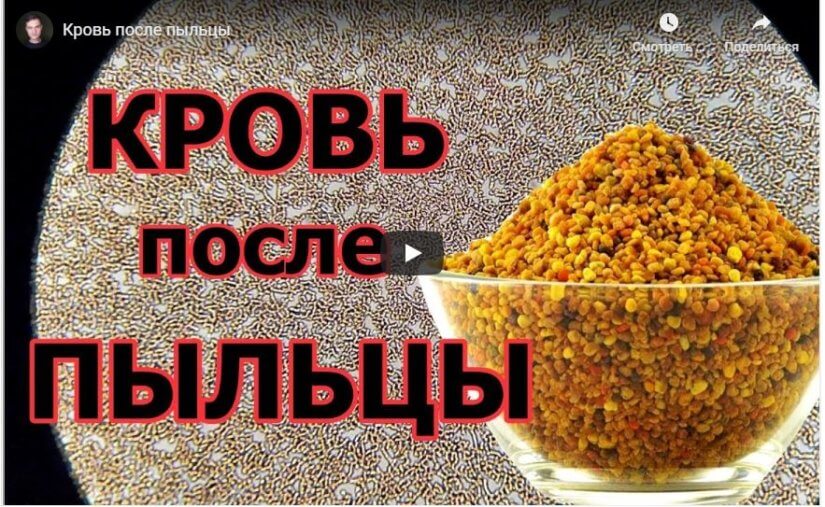 Кровь после пыльцы